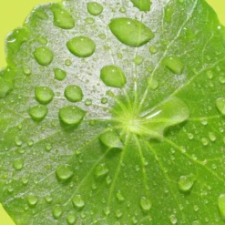 Djusie Acid Bloom hoitoneste 100ml